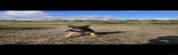 Belgian Shepherd Dog dogs for sale: Belgium shepard male for sale - Advert 1