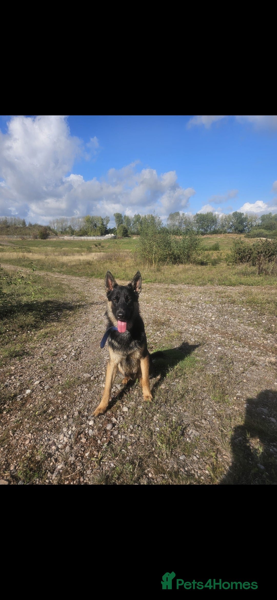 Belgian Shepherd Dog dogs for sale: Belgium shepard male for sale - Advert 1