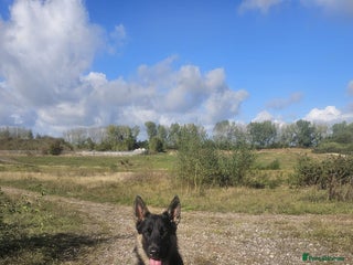 Belgian Shepherd Dog dogs Belgium shepard male for sale - Advert 4