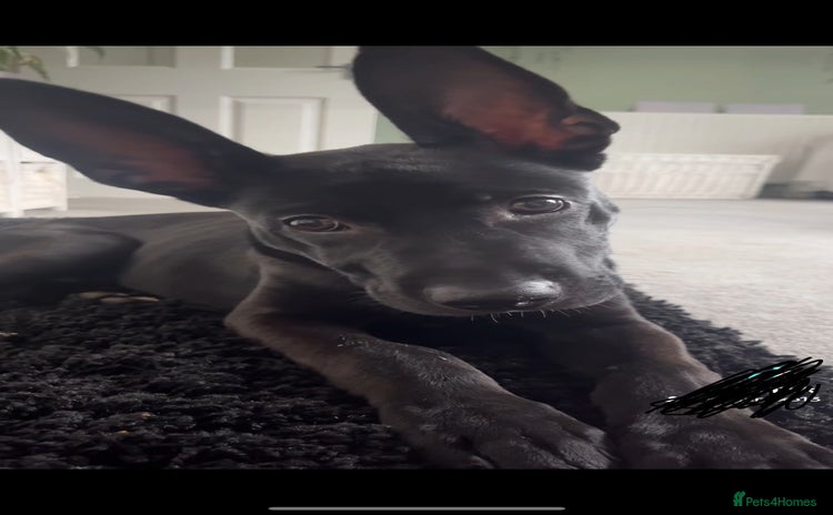 Mixed Breed dogs - Advert 1
