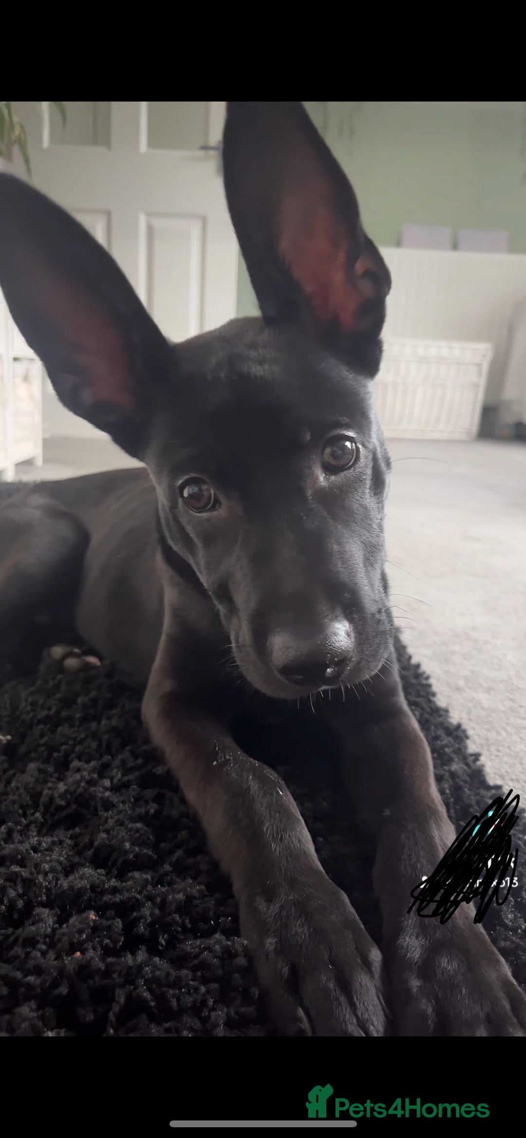 Mixed Breed dogs for sale: About Red - Image 1