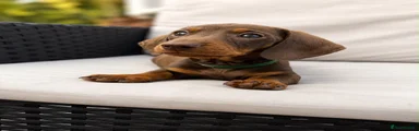 Miniature Dachshund 2