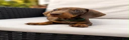 Miniature Dachshund dogs for sale: Exceptional Miniature Dachshund Puppies  in Romford - Advert 18