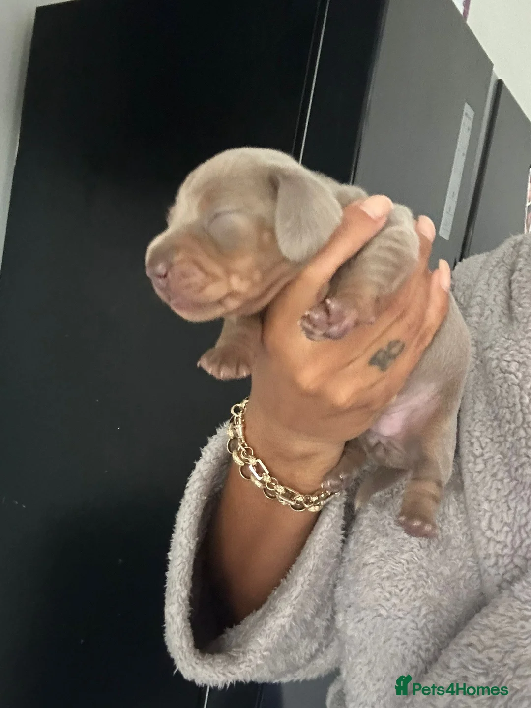 Miniature Dachshund dogs for stud: For stud my boy Dinky  in Alfreton - Advert 32