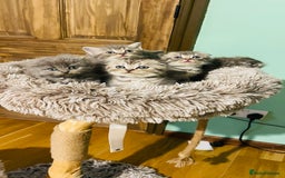 Scottish Fold cats for sale: Beautiful litter of Scottish fold reservation open - Image 8