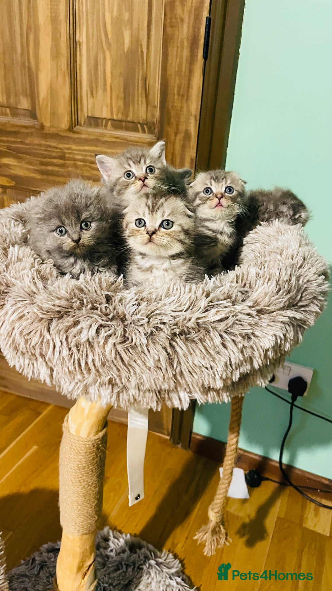 Scottish Fold cats for sale: Beautiful litter of Scottish fold reservation open - Image 8