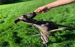 Mixed Breed dogs for sale: Billie and Evie lurcher x bullmastiff  - Image 3