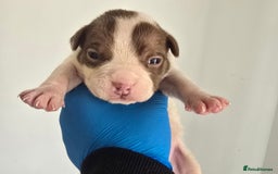 American Bully dogs for sale: Quality pocket/micro bully pups  - Image 7