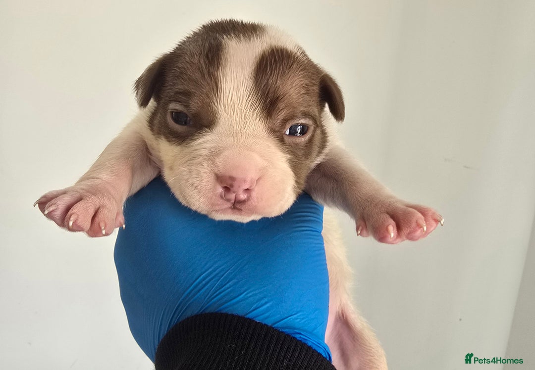 American Bully dogs for sale: Quality pocket/micro bully pups  - Image 7