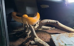 Boa Snake reptiles for sale: Bloody sunset Boa female and full set up and viv - Advert 8