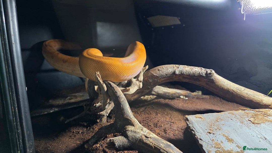 Boa Snake reptiles for sale: Bloody sunset Boa female and full set up and viv - Advert 8