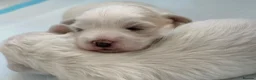 Bichon Frise dogs for sale: Bichon Maltese - Advert 4