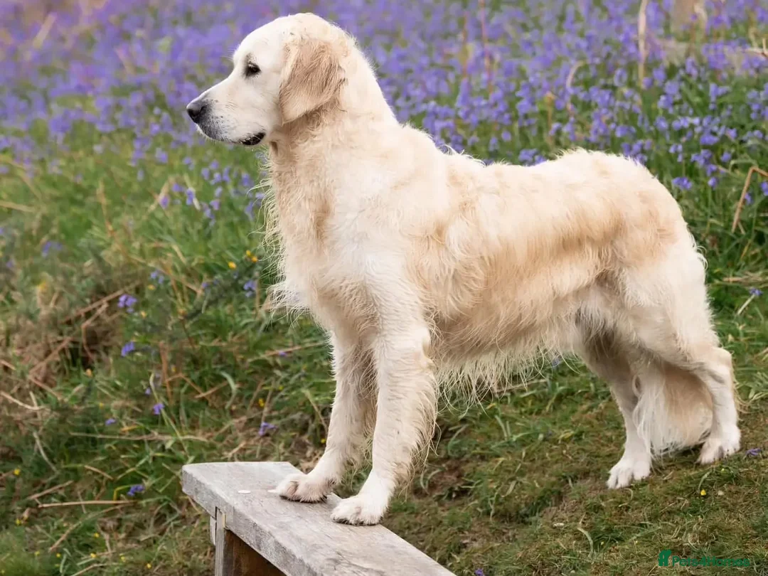 Golden Retriever dogs for stud: Kind, intelligent and loving therapy dog for stud - Advert 3