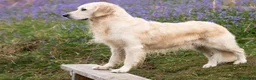 Golden Retriever dogs for stud: Kind, intelligent, fully health tested therapy dog - Advert 4