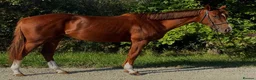 English Thoroughbred horses for sale: 2021 Grade TB mare in Manchester - Advert 4