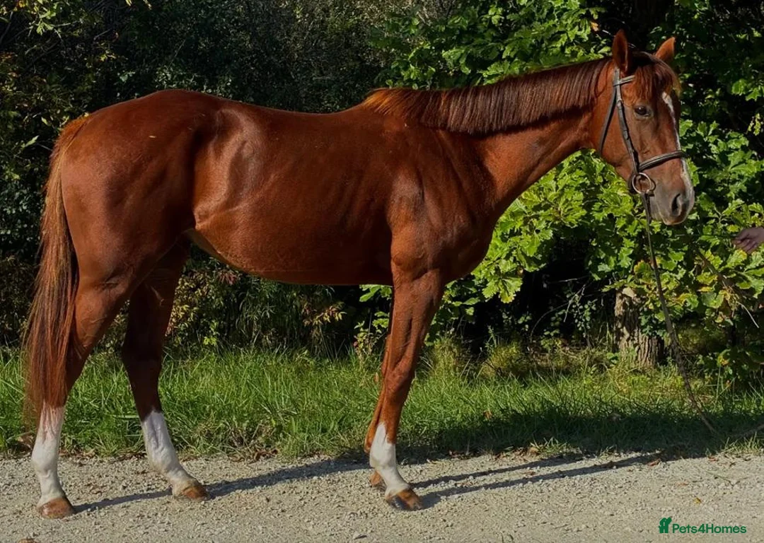 English Thoroughbred horses for sale: 2021 Grade TB mare in Manchester - Advert 4