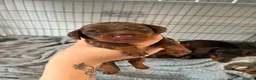 Miniature Dachshund dogs for sale: Miniature dashound  in Neath - Advert 2