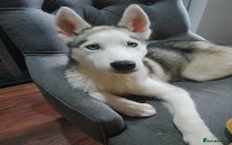 Siberian Husky dogs for sale: ONLY 3 PUPPIES LEFT!!! - Image 21