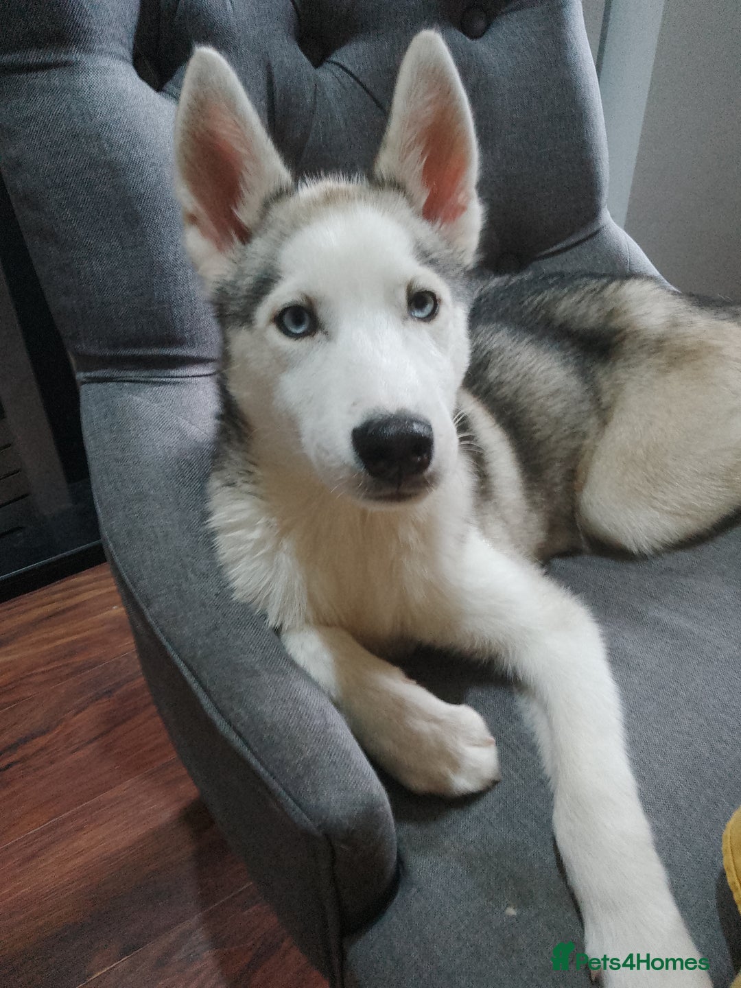 Siberian Husky dogs for sale: ONLY 3 PUPPIES LEFT!!! - Image 21