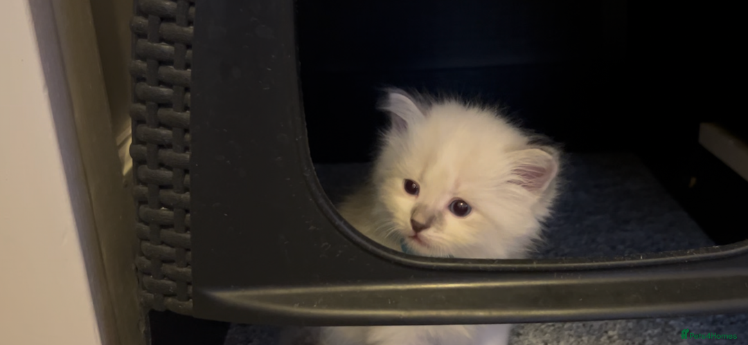 Siberian cats for sale: Gorgeous Siberian Kittens  - Image 12