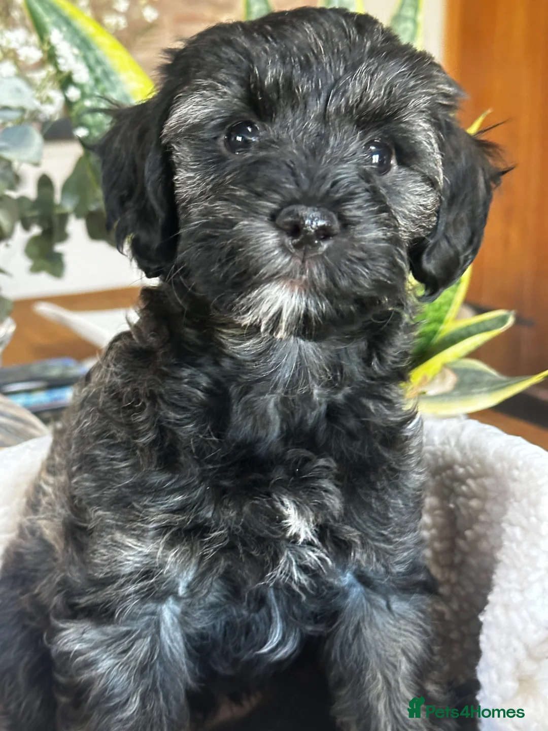 Schnoodle dogs for sale: Brindle boy Schnoodles  - Advert 2