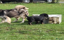 Mixed Breed dogs for sale: Mother  malnute  father  full black Labrador  - Image 1