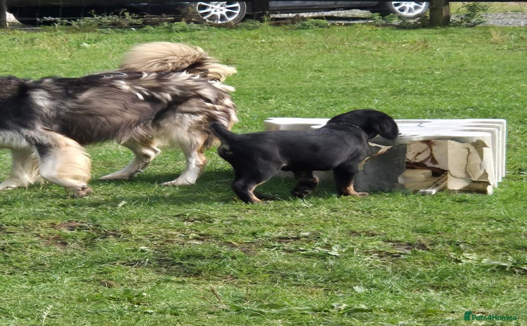 Mixed Breed dogs - Advert 1