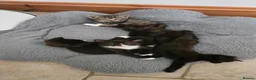 Mixed Breed cats for sale: Gorgeous kitten  - Advert 12