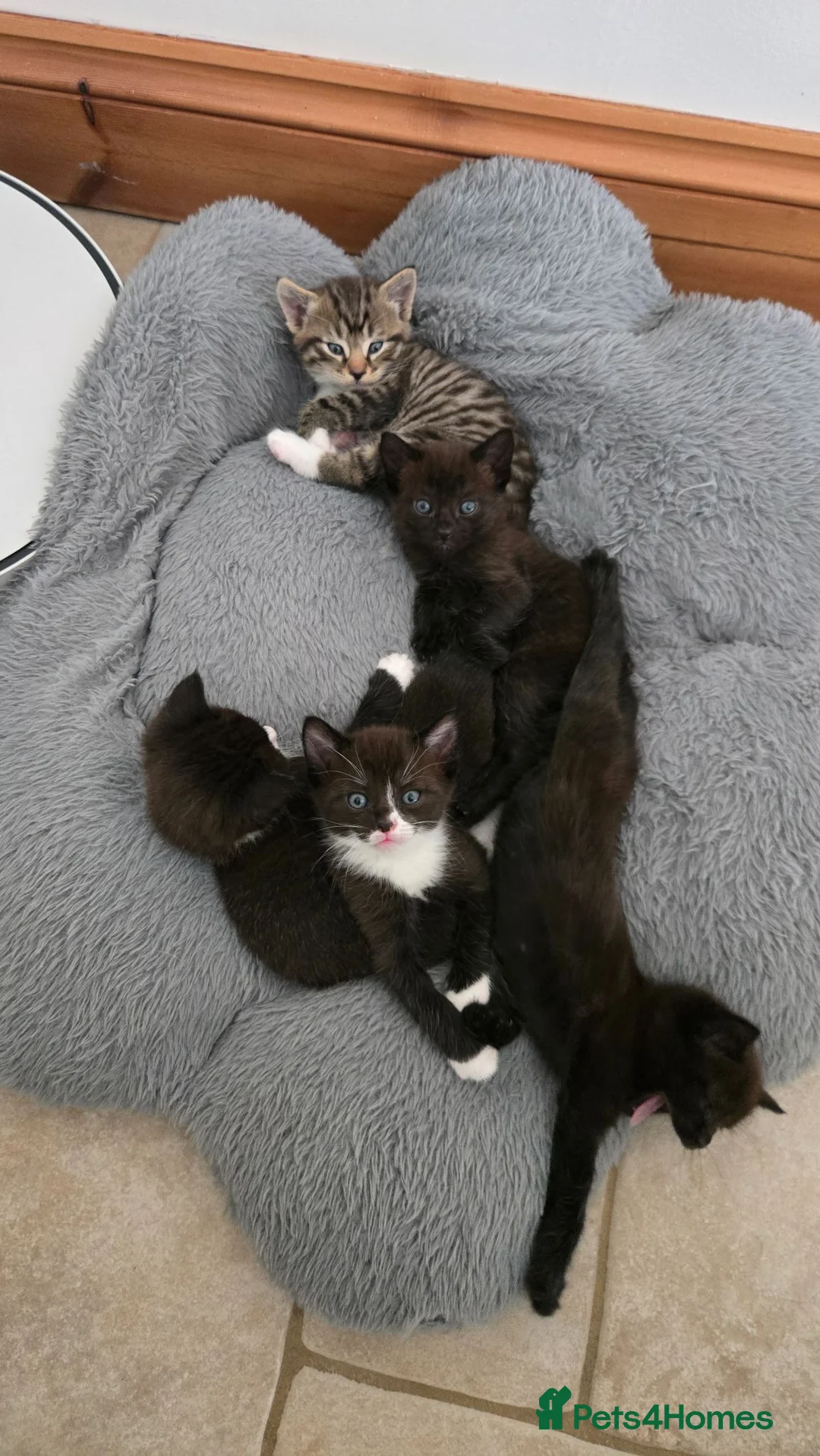 Mixed Breed cats for sale: Gorgeous kitten  - Advert 12