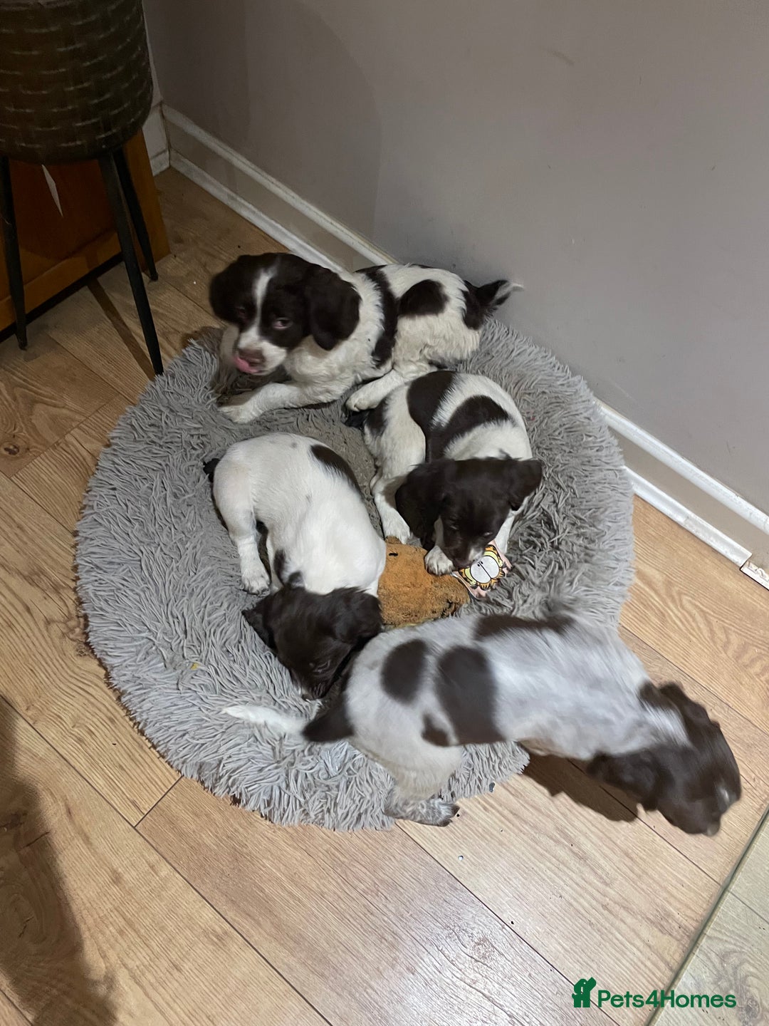 Mixed Breed dogs for sale: Mixed spaniels  - Advert 7