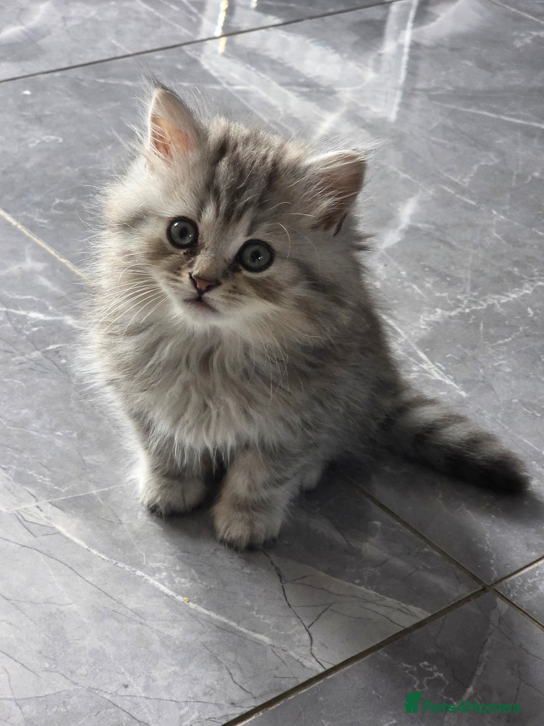 British Shorthair cats for sale: Norwegian forest cat x - Image 16