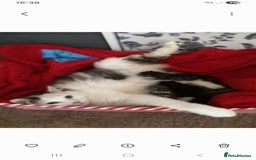 Mixed Breed cats for sale: Kittens for sale  - Image 5
