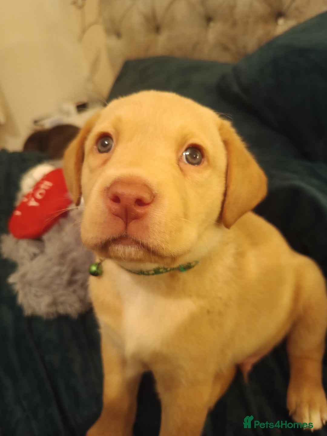 Labrador Retriever dogs for sale: Rehoming our beautiful boys, 9 month old labradors - Image 14