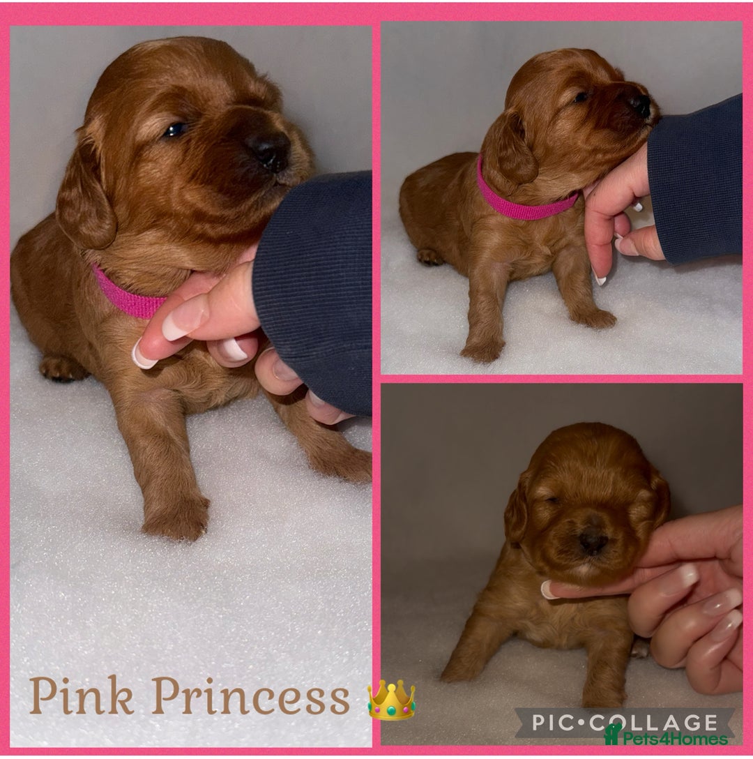 Cavapoo dogs for sale: Extensively Health Tested F1b Cavapoo Puppies  - Advert 30