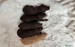 Cavapoo dogs for sale: Cavapoo puppies - Image 1