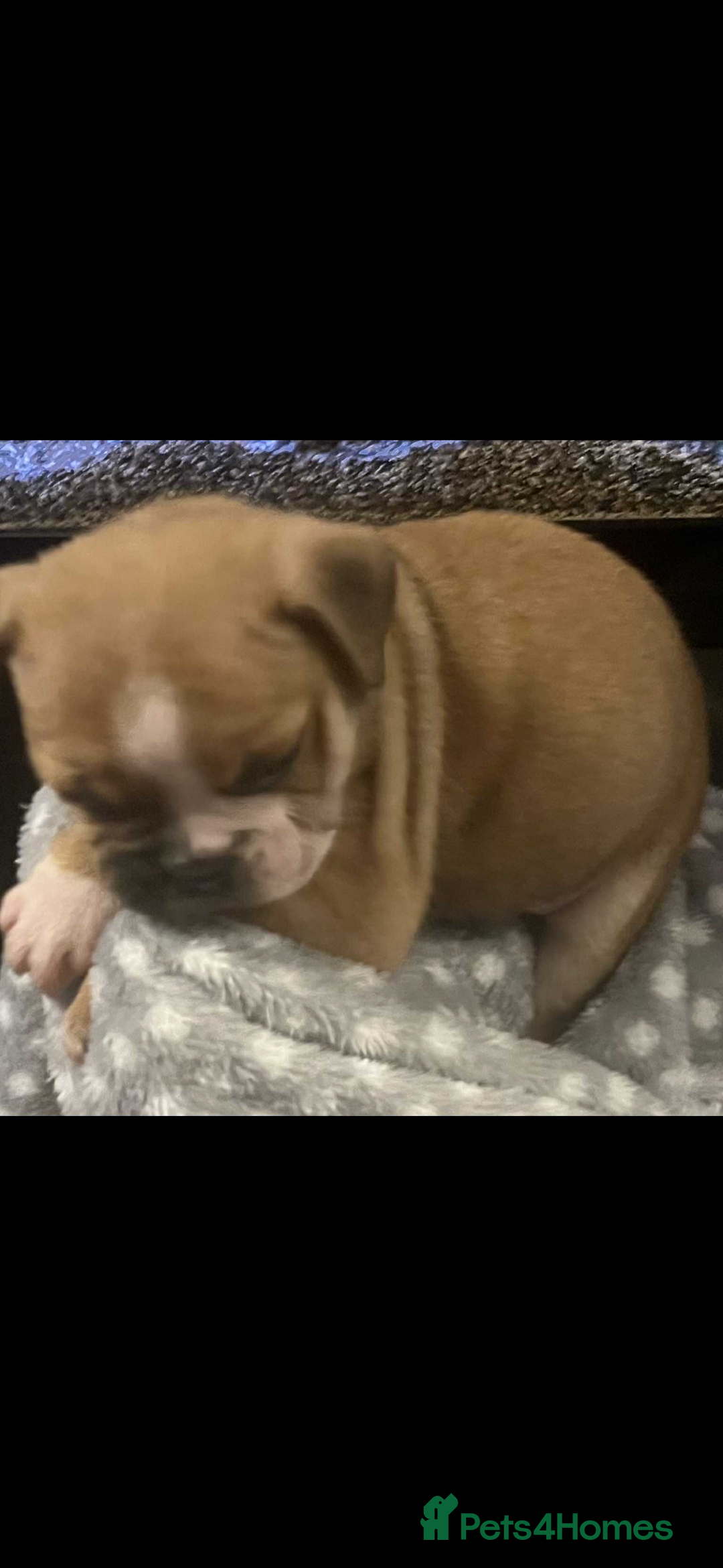 Mixed Breed dogs for sale: English Bulldog/ Olde English Bulldog - Advert 1