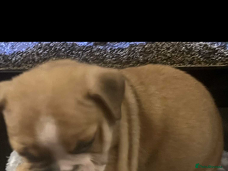 Mixed Breed dogs English Bulldog/ Olde English Bulldog - Advert 2