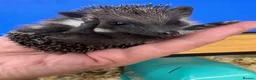 Pygmy Hedgehog rodents for sale: Stunning tame babies ready with/without set up  - Advert 9