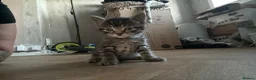 Bengal cats for sale: Bengal X kittens - Advert 13