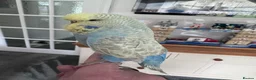 Budgerigars birds for sale: VERY RARE Baby Exhibition Budgie - Advert 6