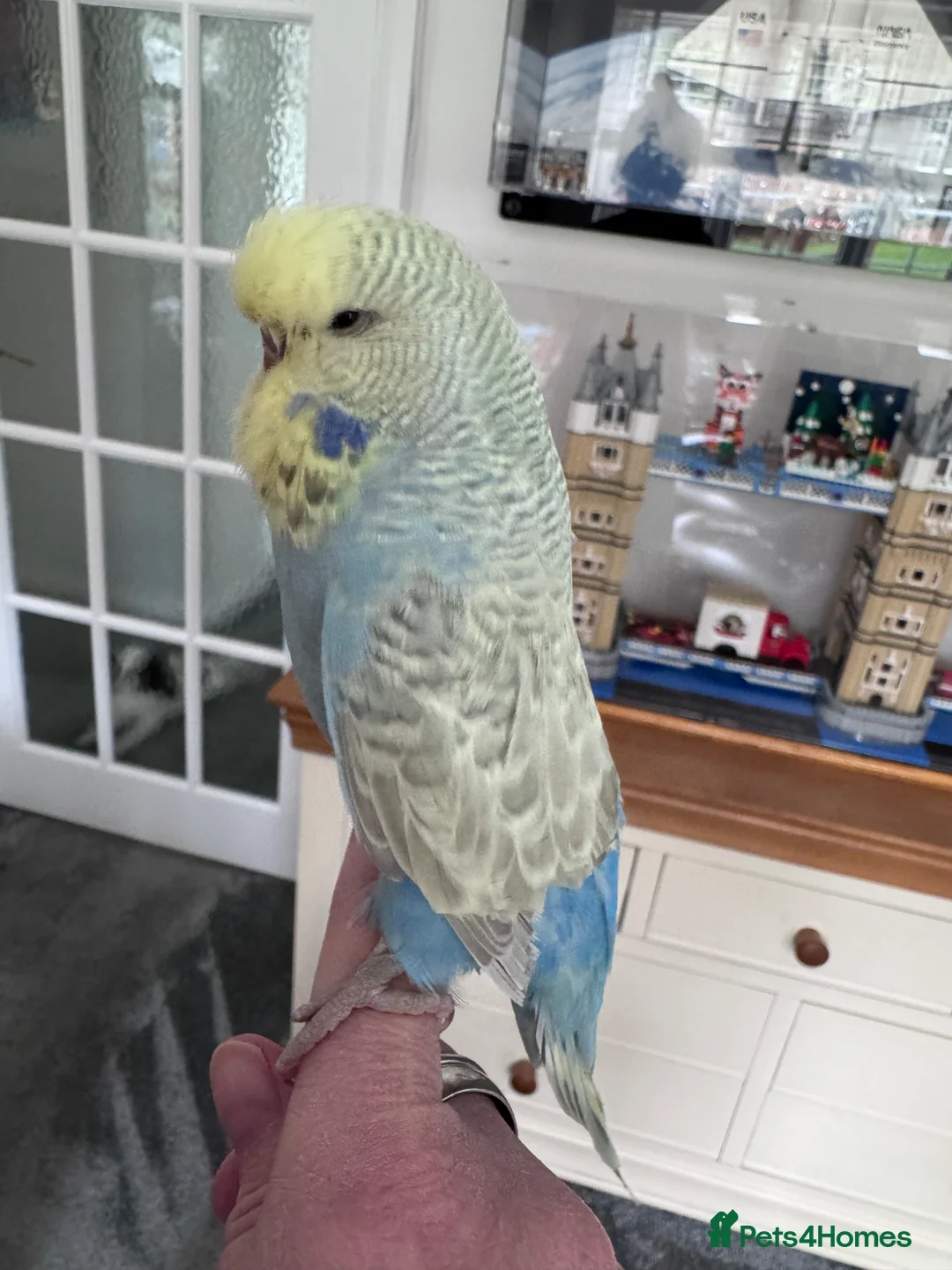 Budgerigars birds for sale: VERY RARE Baby Exhibition Budgie - Advert 6