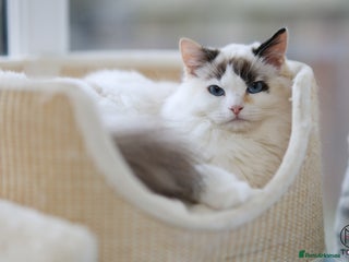 Ragdoll cats - Advert 32