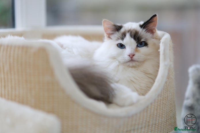 Ragdoll cats - Advert 3