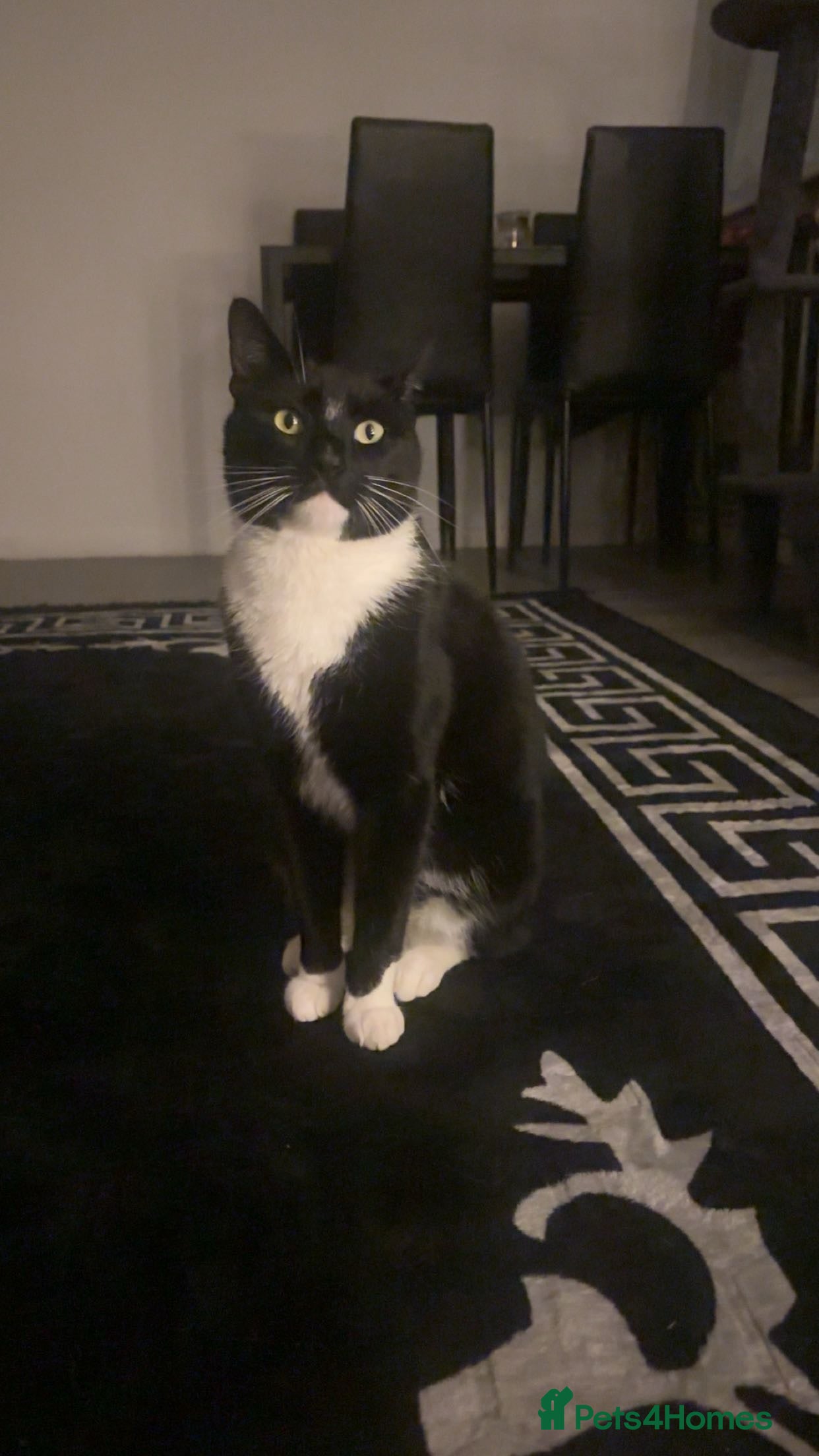 Mixed Breed cats Male cat neutered  - Advert 1