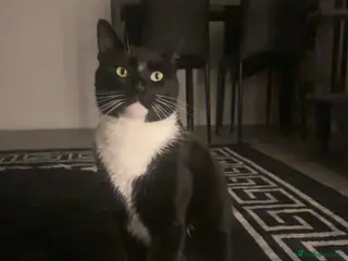 Mixed Breed cats Male cat neutered - Advert 4