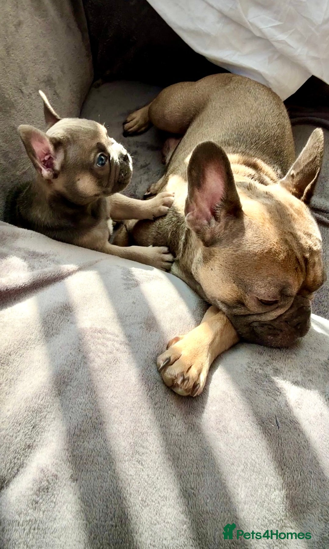 French Bulldog dogs for sale: French Bulldogs - Image 12