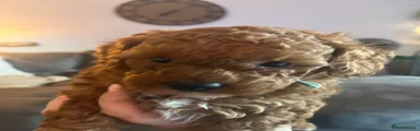 Labradoodle 4