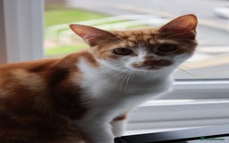 British Shorthair cats for sale: Friendly, Family Orientated Cat - Image 2