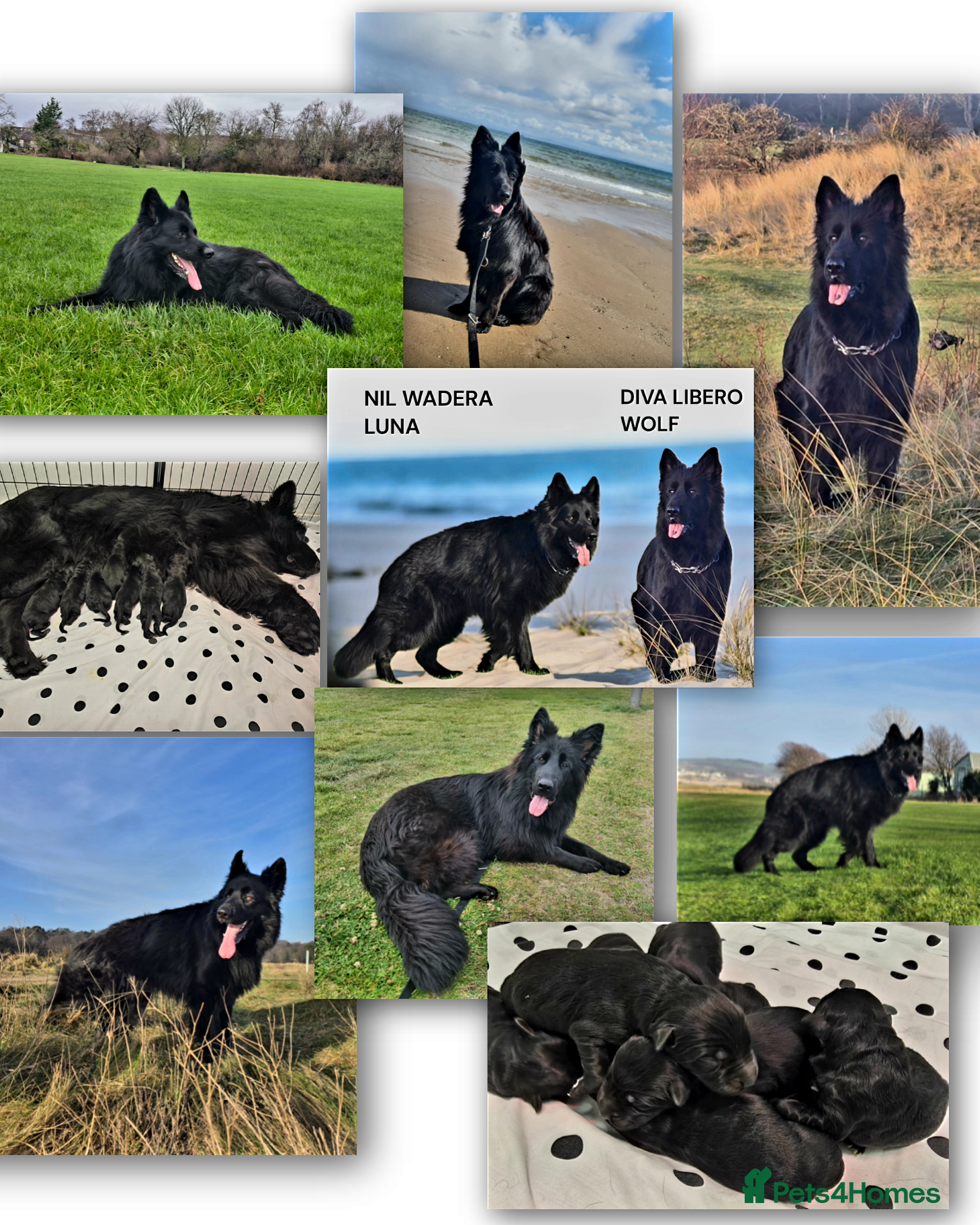 German Shepherd dogs Top Quality KC Black Long Hair German Shepherd  - Advert 4
