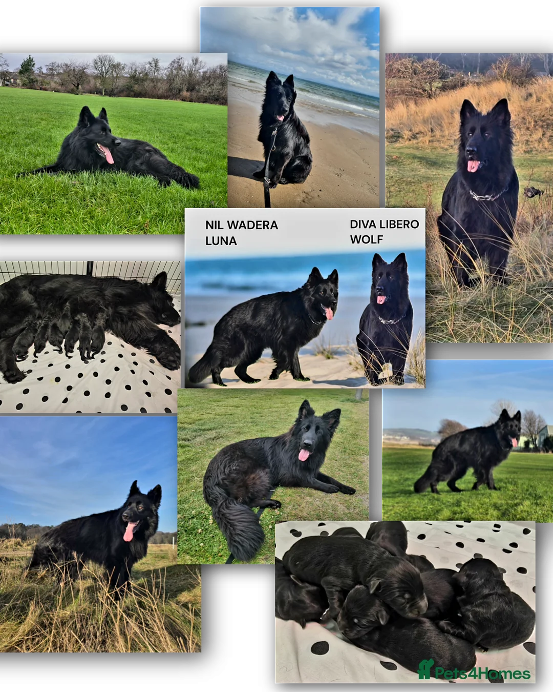 German Shepherd dogs for sale: Top Quality KC Black Long Hair German Shepherd  - Advert 1